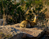 Klipspringer