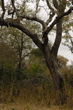 Perspective of the male leopard in a tree