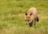Red fox - Nick Malone