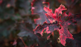 Fall Color, Northern Michigan <br>(ThomasRock_101012_008-2.jpg)