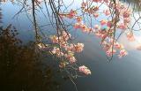 Cherry Blossom and reflection, 2