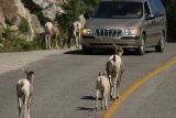 Mountain goats create traffic jam