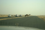 Camel crossing