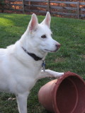 She loved it when I bought plants, and couldnt wait to play with the pots.