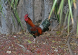 My second night was spent in Key West.  It has wild roosters that wake you up at 6 AM with their crowing!