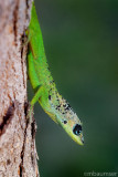 Green Lizard