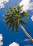 Palm Tree Sky