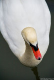 Swan Under Me