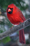 Male Cardinal