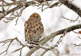 Hawk In My Tree