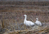 Snow Geese