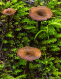 Mushrooms