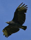 Black Vulture (C. a. atratus)