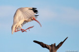 Ibis Landing