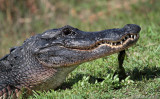 Alligator (up close)