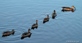 Getting Your Ducks In A Row