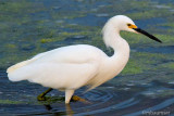 Snowy Egret