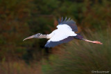 Wood Stork 1