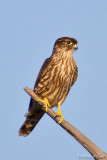 Merlin Looking for Its Meal