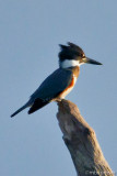 Belted King Fisher