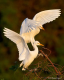 Two Cattle Egrets in a Tree