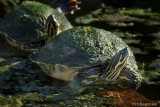 Two Turtles Sunning