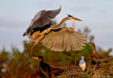 Great Blue Heron Landing