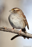 White-throated Sparrow