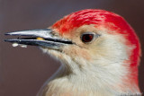 Red Bellied Woodpecker (head shot)