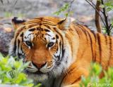 Siberian Tiger