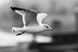 Another Gull In Flight