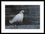 Snowy Egret