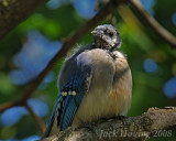 Sickly Blue Jay