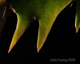 Christmas Cactus Macro