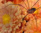 Daddy-longlegs (Harvestmen) on a Mum