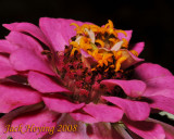 Zinnia Bloom with tiny bug