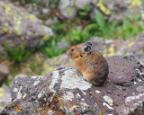 A Pika along the trail