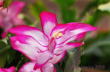 Christmas Cactus low angle