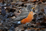 A Robin braving the cold weather