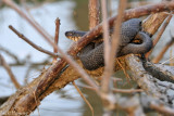 Watch out when kayaking under trees!  Black Rat Snake