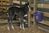 Dougs Filly... born 05-14-2009