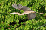 Blue Heron 1