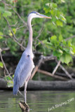 Blue Heron standing tall