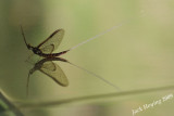 A Mayfly visitor