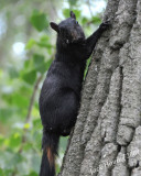 Black Squirrels were a common sight
