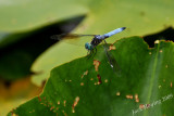 Male Blue Dasher Dragonfly