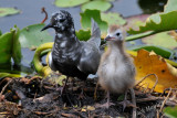 Black Tern with chicks 3