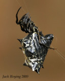 Jeweled Spider