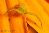 Flower (Crab) Spider (Thomisus spectabilis)