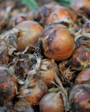 Onion Harvest (120 lbs of Texas Sweet)